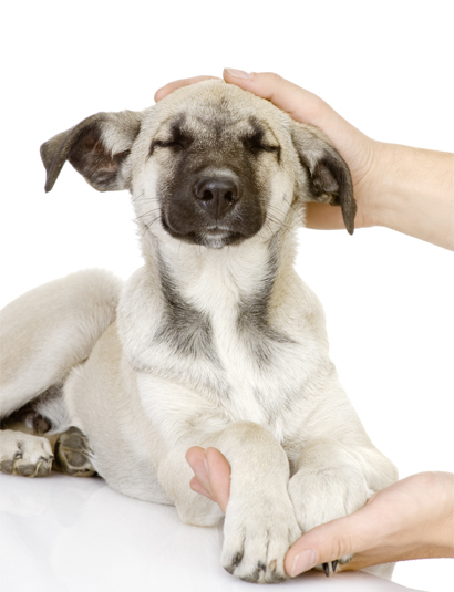 Reiki dog